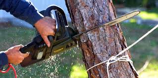 How Our Tree Care Process Works  in  Mattawa, WA