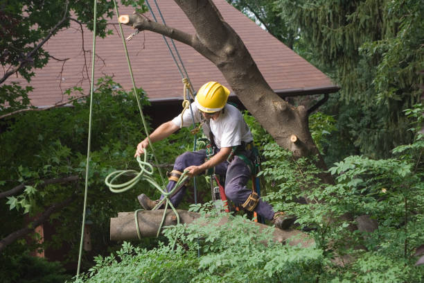 Best Tree Health Inspection  in Matta, WA