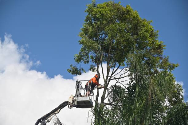 Best Palm Tree Trimming  in Matta, WA